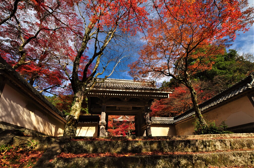 晩秋の東光寺2　～紅葉の山門～