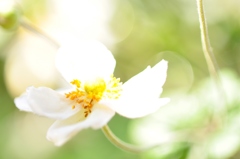 秋風のうたⅠ　～秋の庭に咲く　秋明菊～