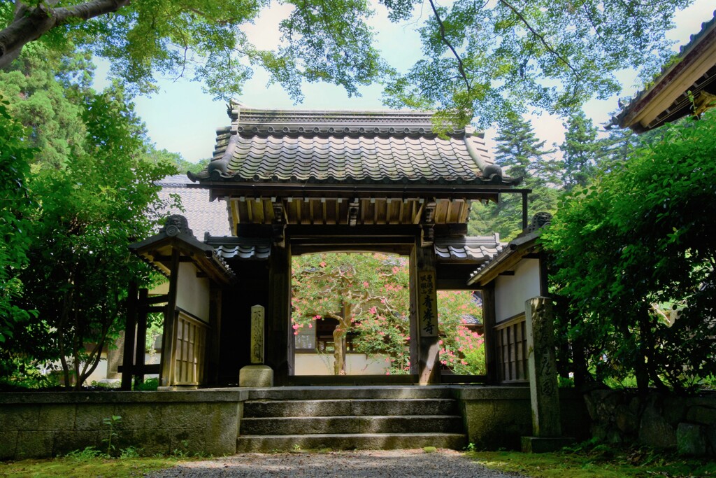 百日紅の咲く頃
