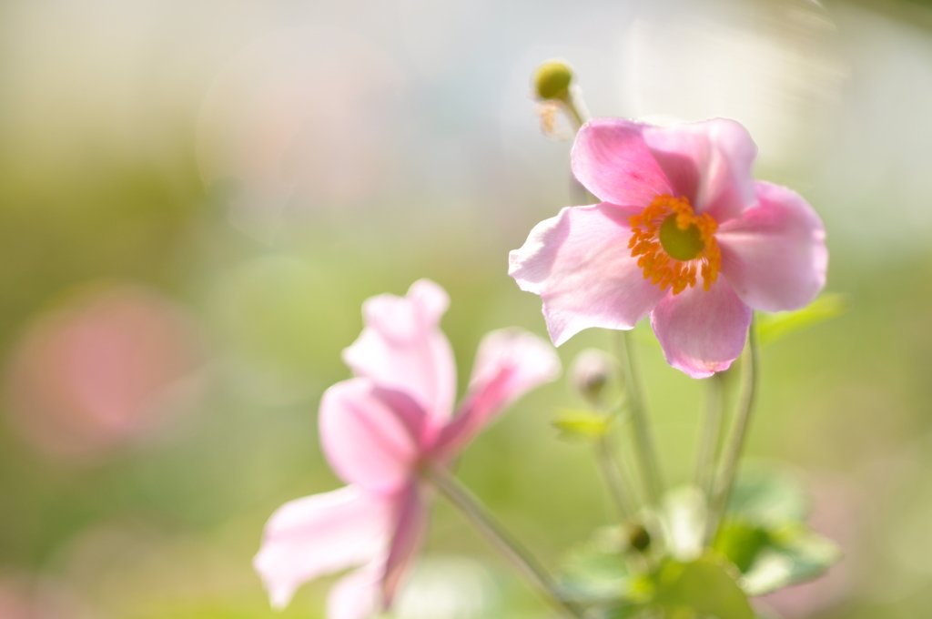 よろこびの朝　～我が家の庭から～