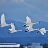 楽しそうに飛んでいます