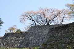 197.彦根城の石垣