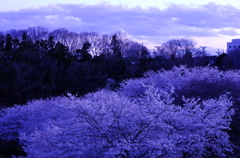 日暮れの桜
