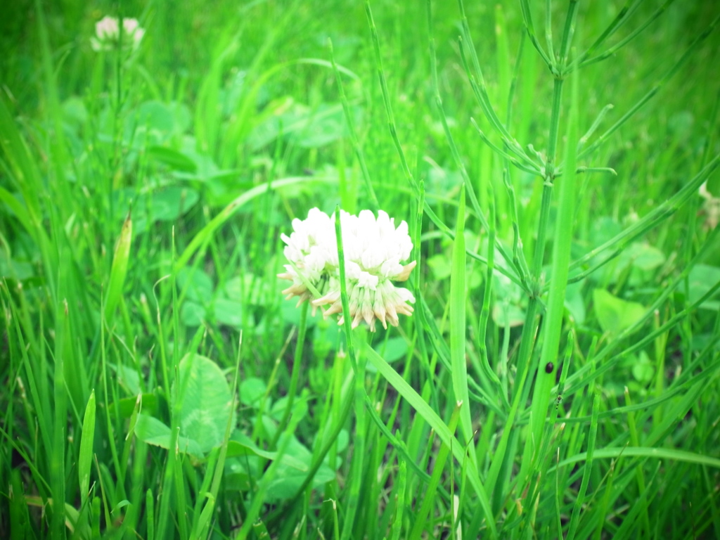 何気なく咲いてる花