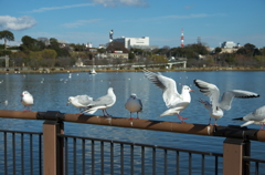 千波湖の鳥たち