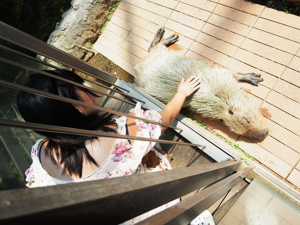 栃木県なかがわ水遊園のカピバラさん