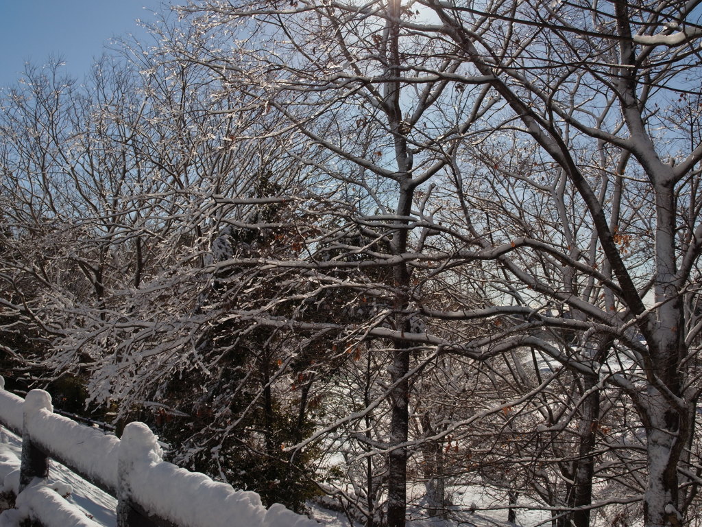 雪の後