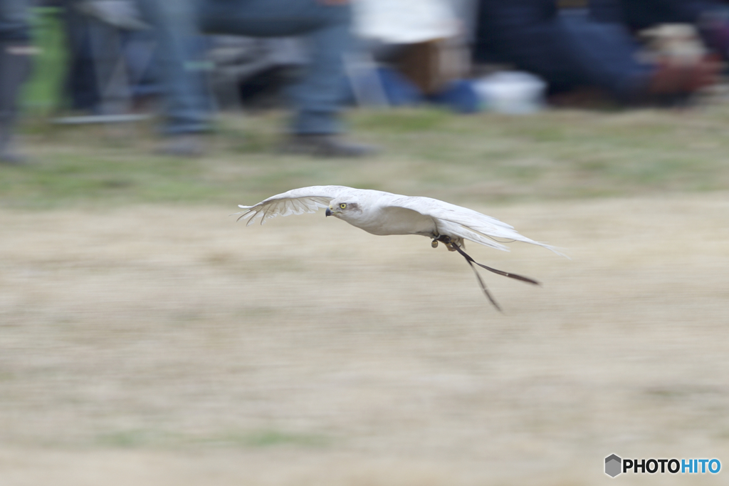 フライトフェスタ　2016