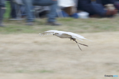 フライトフェスタ　2016