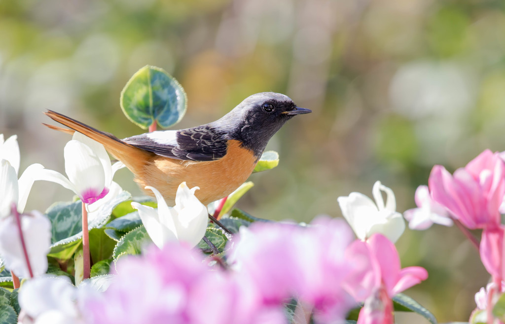 ジョビ男、花と戯れる