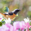 ジョビ男、花と戯れる