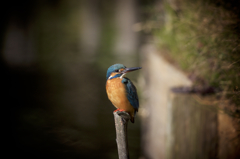 今日のカワセミ 1