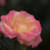 薔薇