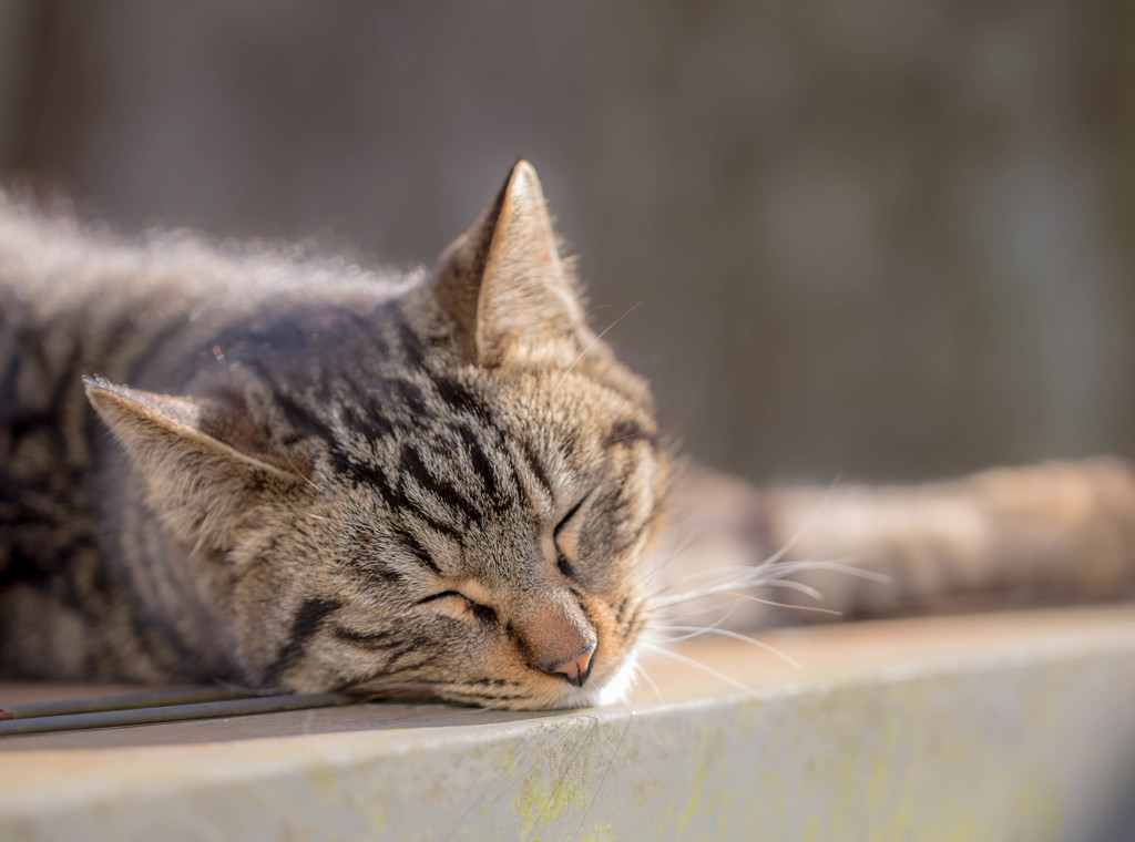 眠くて構ってらんないよ、、、