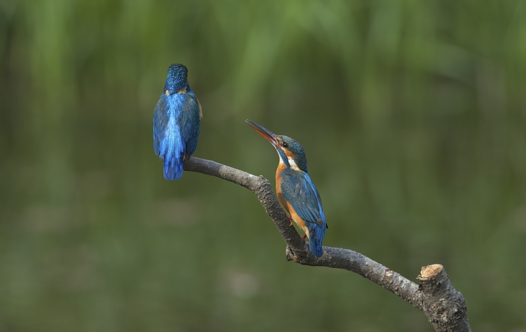 あたしの聞いてる？