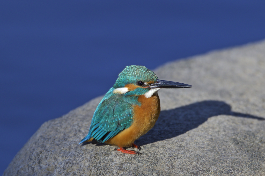 今日もヤキモチ??