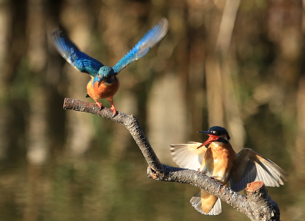 狩りに行きなさいよ!!!!