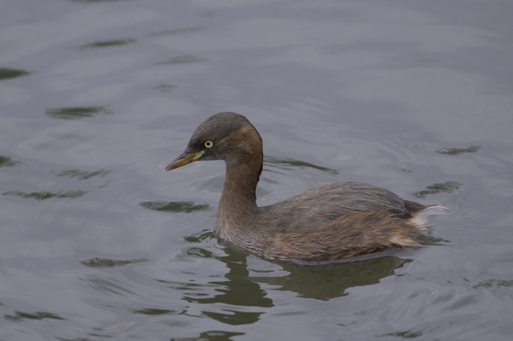 ネッシーみたい