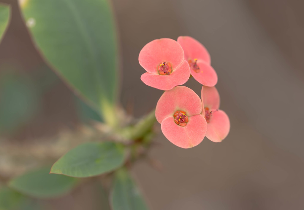 温室の花