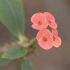 温室の花