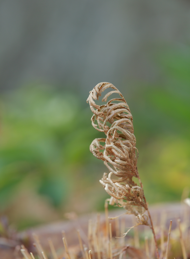 枯れ草