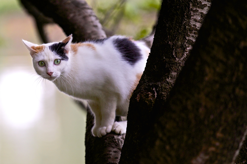 木登り猫