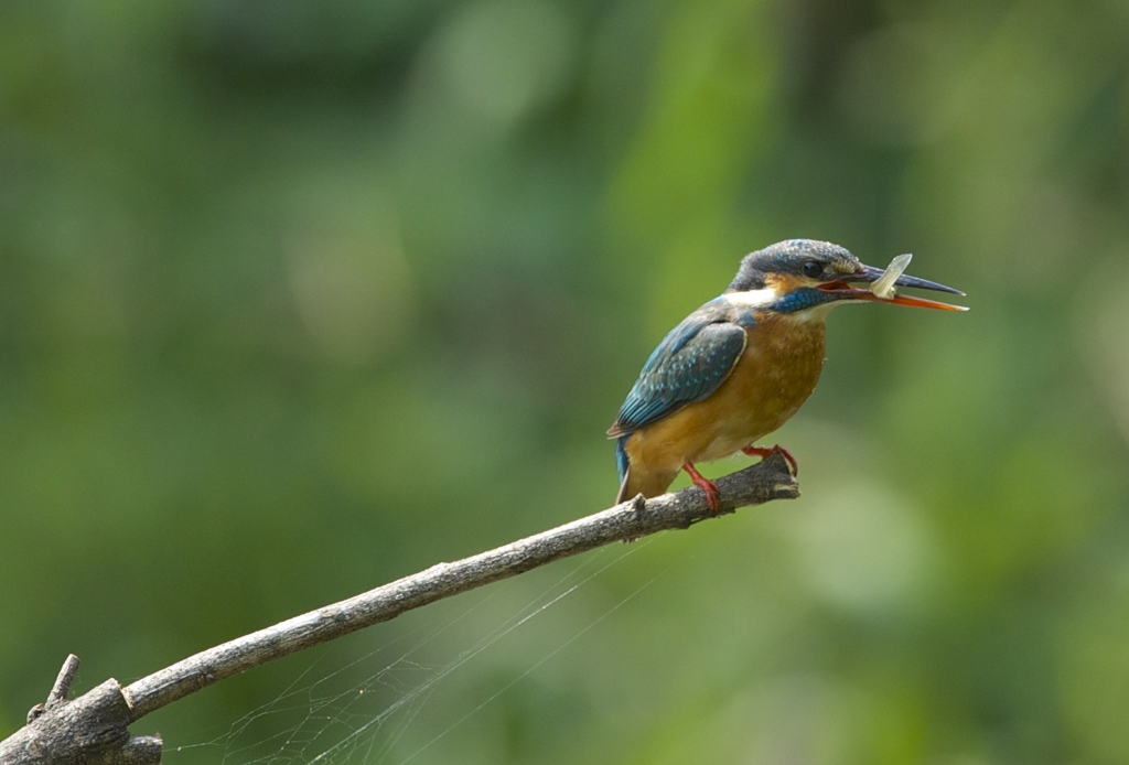 いただきま〜す