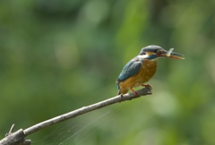 いただきま〜す