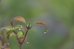 雨上がりの雫