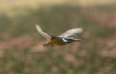 レフ版ほしいです