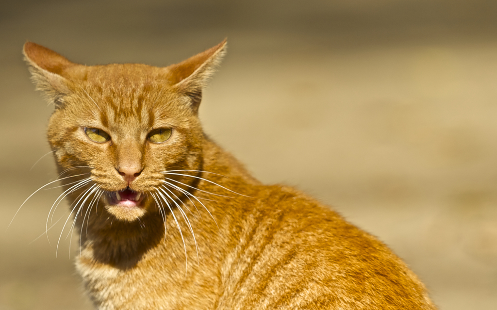 続・虎に憧れて