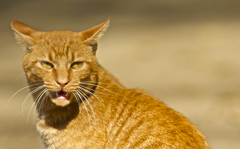 続・虎に憧れて