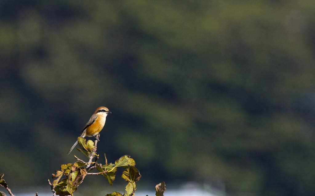 気品漂う百舌の主張
