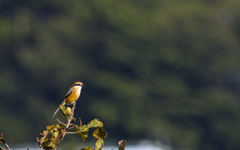気品漂う百舌の主張