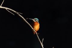 際立つ鮮やかさ