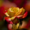 薔薇
