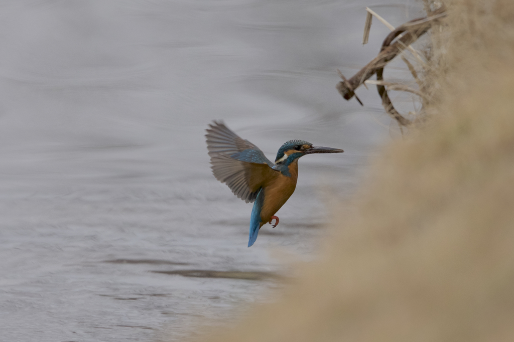 久しぶりなカワセミ　５