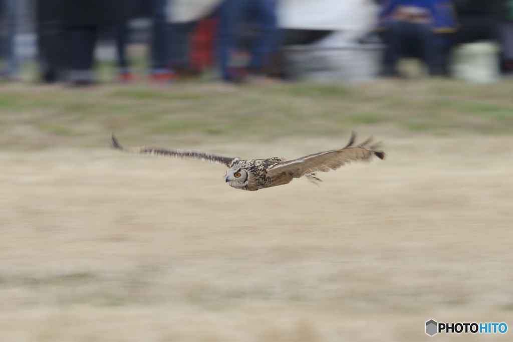 フライトフェスタ　2016