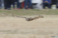 フライトフェスタ　2016