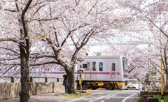 桜のトンネル