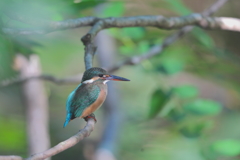 在庫のカワセミ　秋の頃