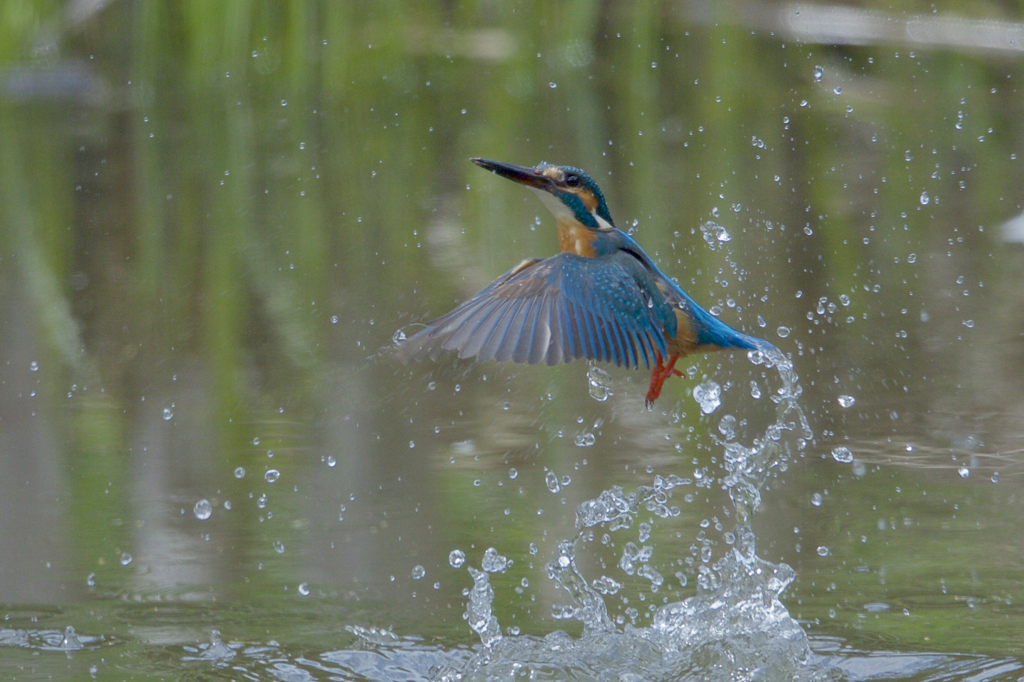今日のカワセミ　　水浴び　１
