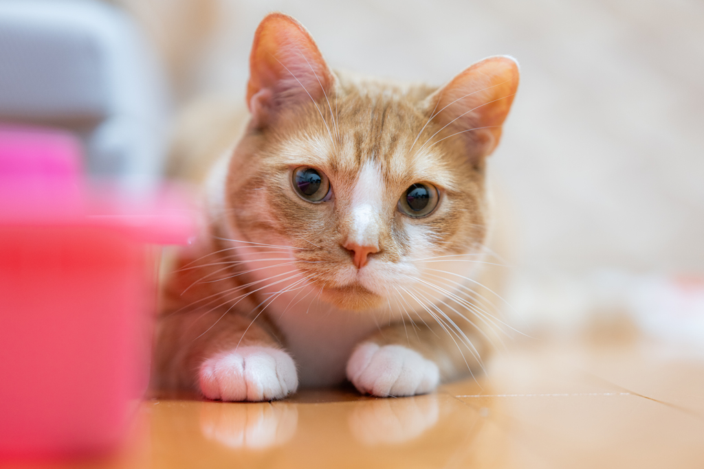 猫屋敷。