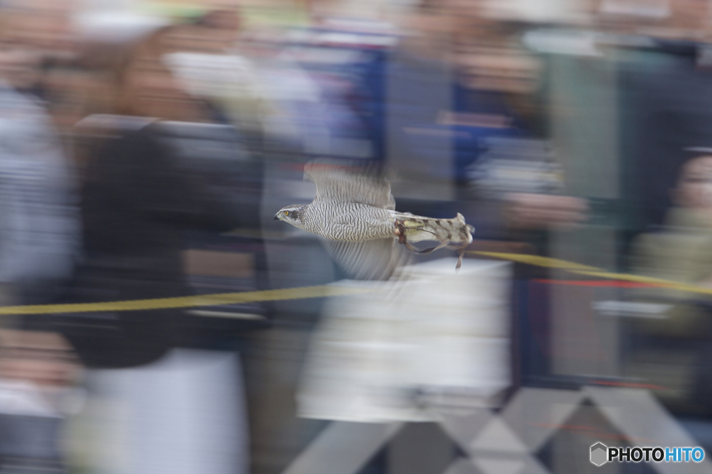 フライトフェスタ　2016