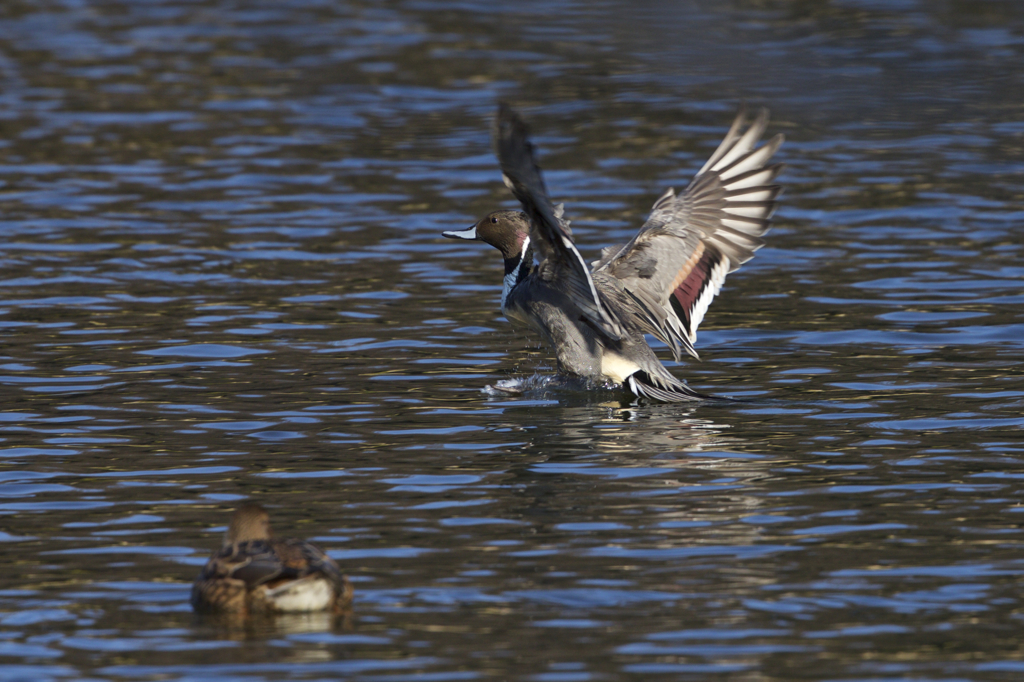 悲劇の前の幸せ