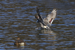 悲劇の前の幸せ