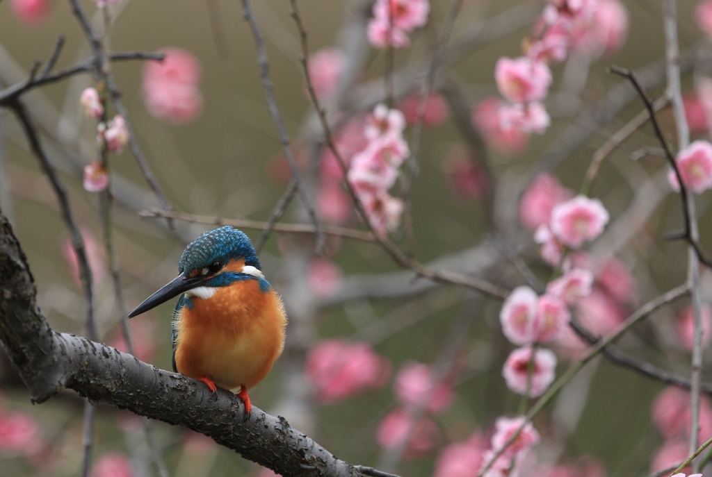梅とカワセミ
