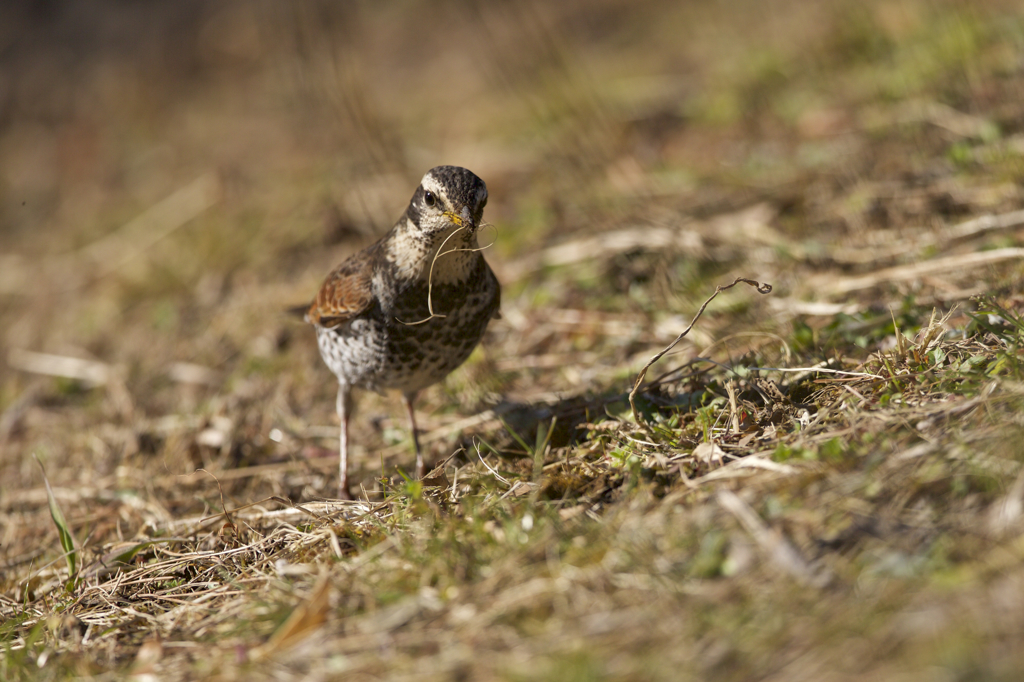 ナニ見てんだよ。