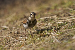 ナニ見てんだよ。