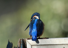 男は背中で語る